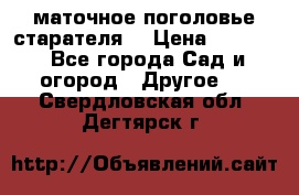маточное поголовье старателя  › Цена ­ 3 700 - Все города Сад и огород » Другое   . Свердловская обл.,Дегтярск г.